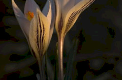 tarka sáfrány, Crocus reticulatus