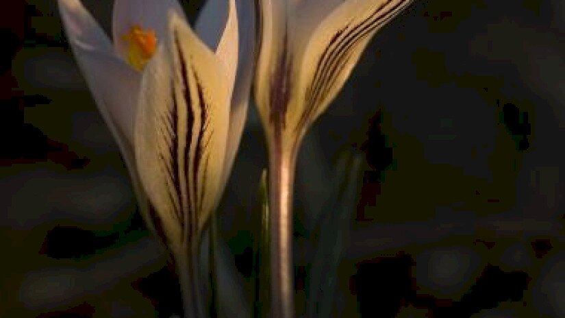 tarka sáfrány, Crocus reticulatus