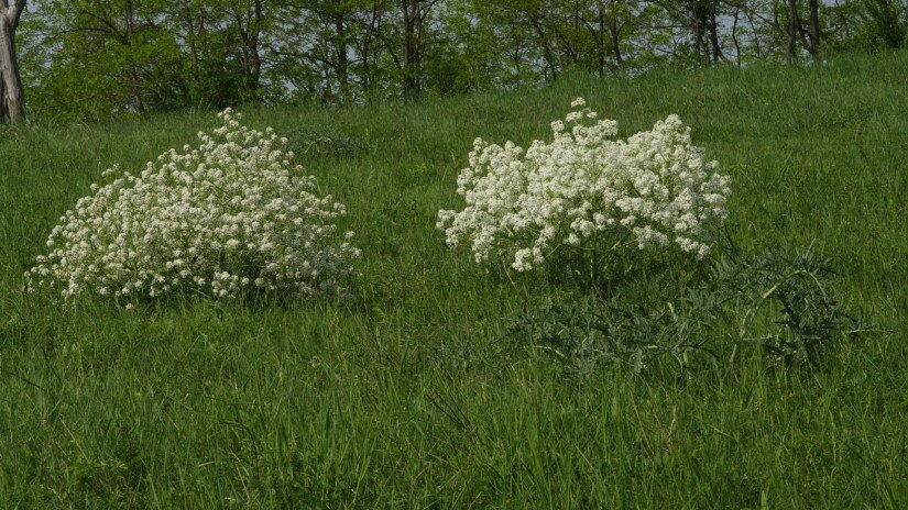 Tatarenkohl (Crambe tataria)