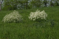 Tatarenkohl (Crambe tataria)