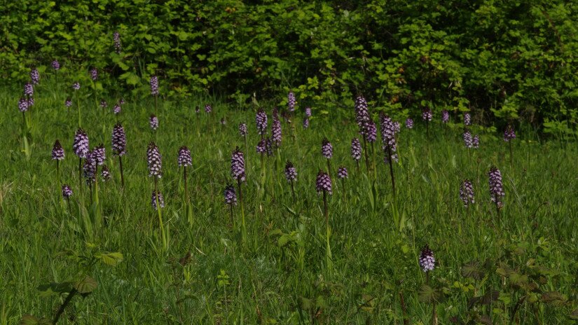 Tatarenkohl (Crambe tataria)