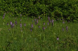 Tatarenkohl (Crambe tataria)