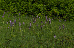 Tatarenkohl (Crambe tataria)