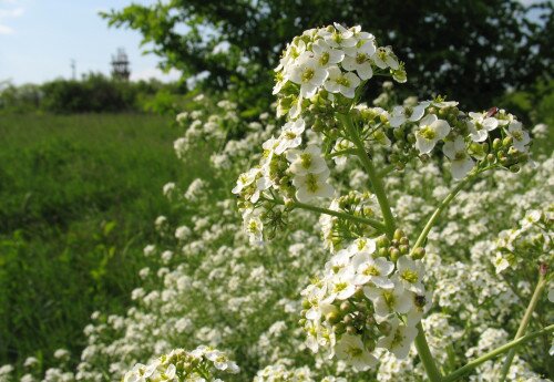 "Tátorjános" Naturschutzgebiet in Balatonkenese 