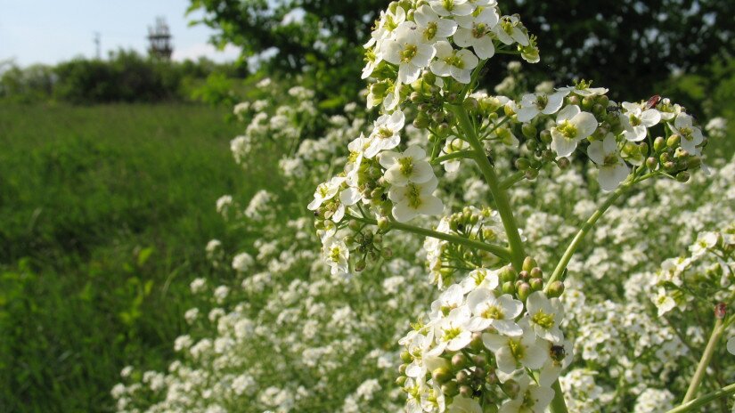 Tatarenkohl (Crambe tataria)