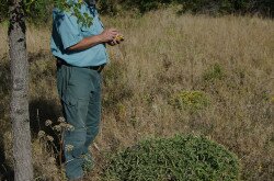 Tátorján (Crambe tataria) felmérés