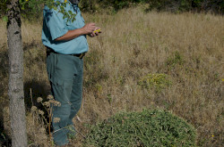 Tátorján (Crambe tataria) felmérés