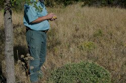 Tátorján (Crambe tataria) felmérés