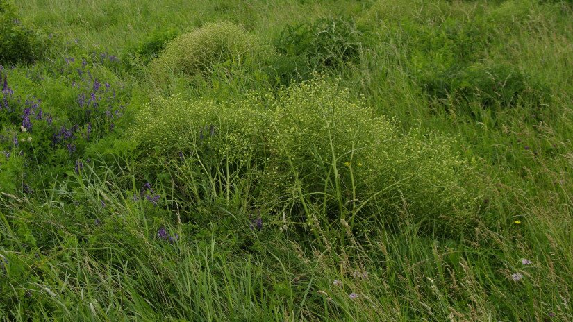 Tátorján (Crambe tatarica) élőhely