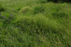 Tátorján (Crambe tatarica) élőhely