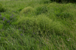Tátorján (Crambe tatarica) élőhely