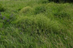 Tátorján (Crambe tatarica) élőhely