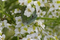 Tátorján (Crambe tatarica) és zöld gyík (Lacerta viridis)