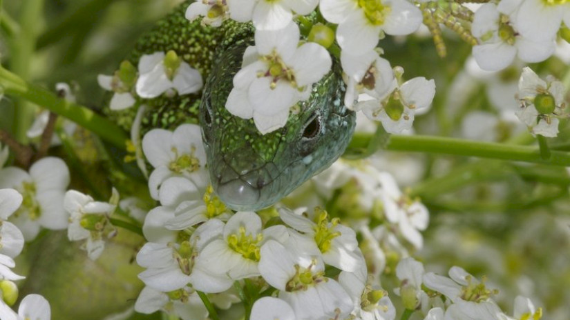 Tátorján (Crambe tatarica) és zöld gyík (Lacerta viridis)