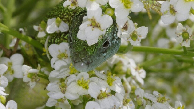 Tátorján (Crambe tatarica) és zöld gyík (Lacerta viridis)