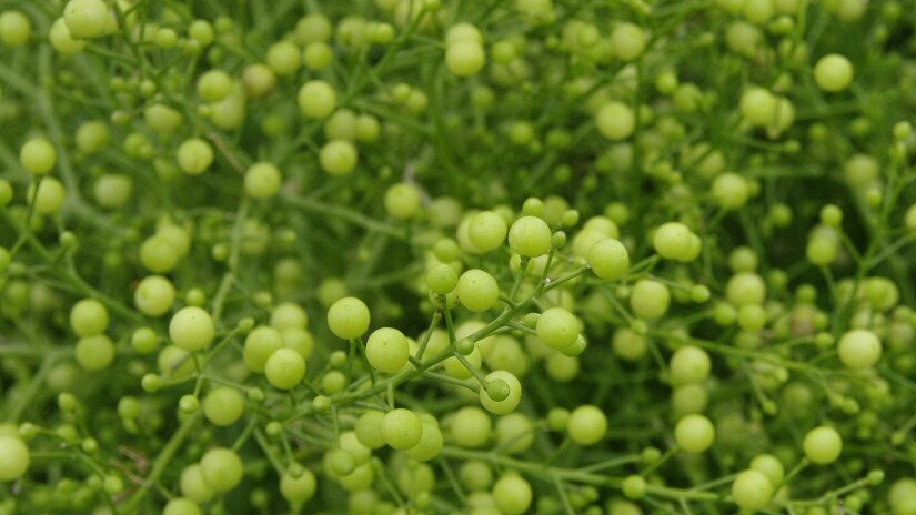 Tátorján (Crambe tatarica) termések - becőke