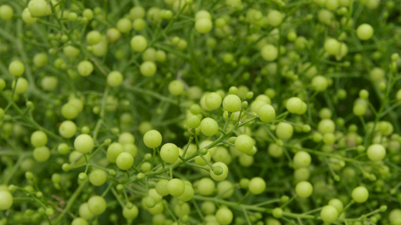 Tátorján (Crambe tatarica) termések - becőke