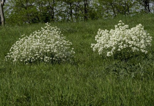 Tátorján túra az idén 55 éve védett Balatonkenesei Tátorjános Természetvédelmi Területen