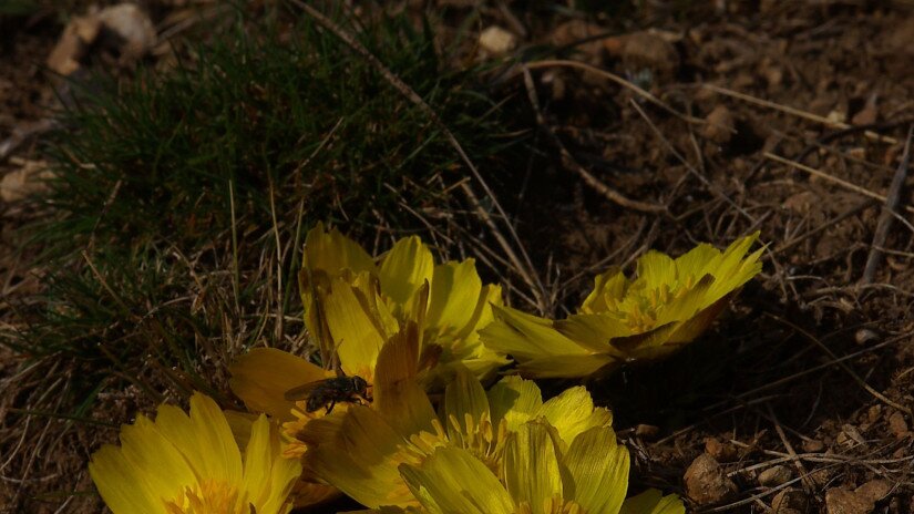 Tavaszi hérics (Adonis vernalis)