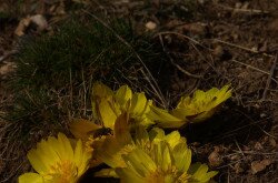 Tavaszi hérics (Adonis vernalis)