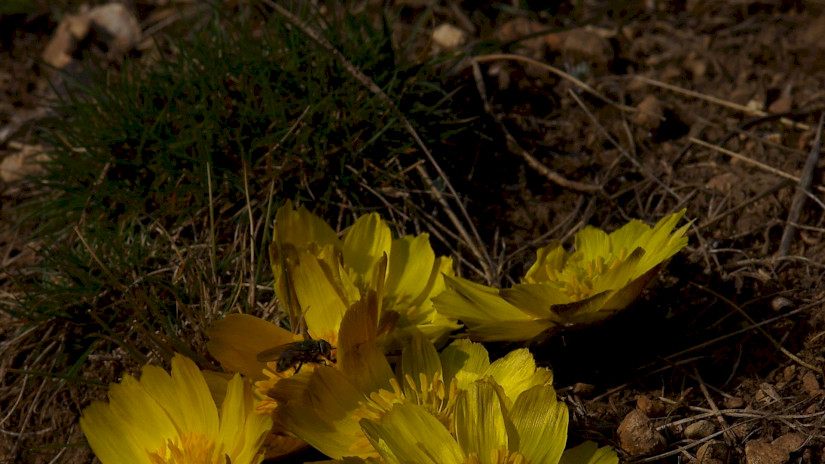 Tavaszi hérics (Adonis vernalis)