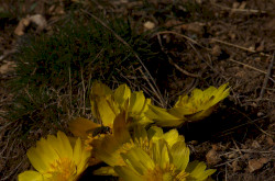 Tavaszi hérics (Adonis vernalis)