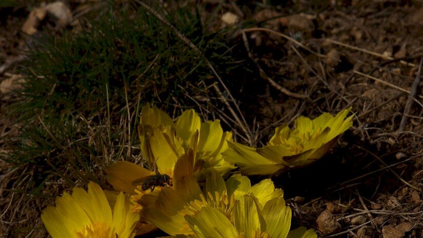 Tavaszi hérics (Adonis vernalis)