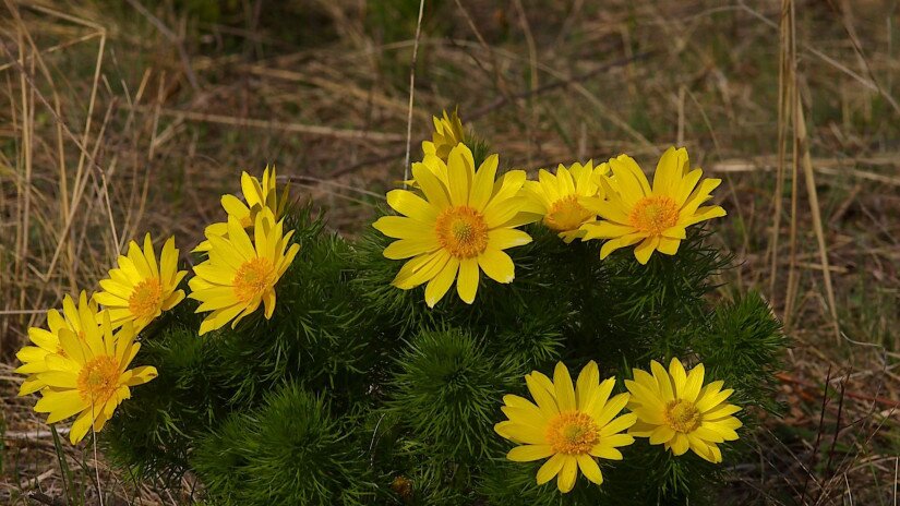 Tavaszi hérics (Adonis vernalis)