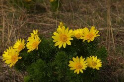 Tavaszi hérics (Adonis vernalis)