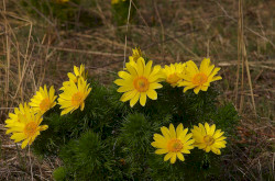 Tavaszi hérics (Adonis vernalis)