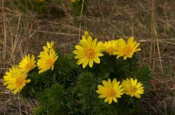 Tavaszi hérics (Adonis vernalis)