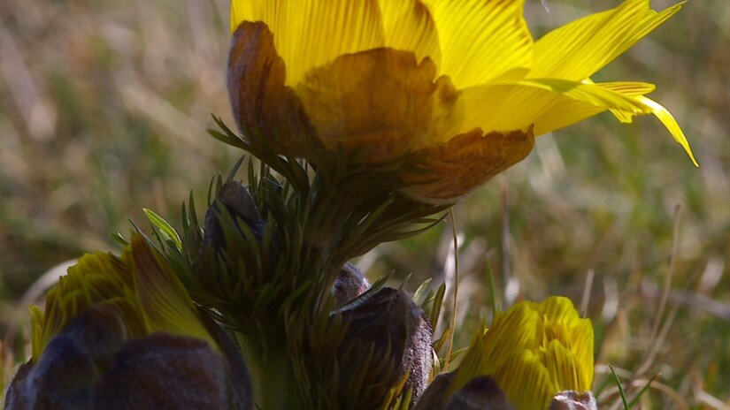 Tavaszi hérics (Adonis vernalis) megporzás