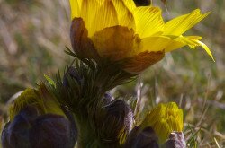 Tavaszi hérics (Adonis vernalis) megporzás