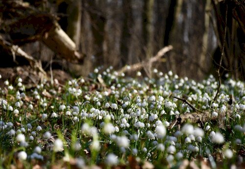 Tőzikék és faóriások - Ártéri túra a Kerka mentén River’scool természetismereti foglalkozással 2026-03-07
