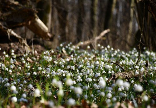 Tőzikék és faóriások - Ártéri túra a Kerka mentén River’scool természetismereti foglalkozással 2026-03-07