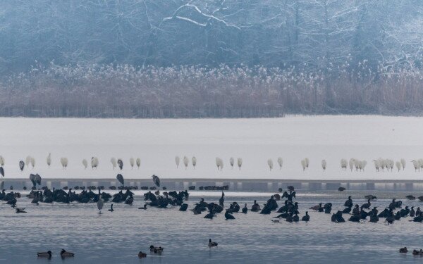 A Balaton téli vízimadarai