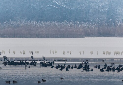 A Balaton téli vízimadarai