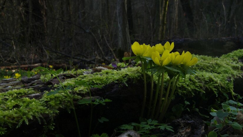 Téltemető (Eranthis hyemalis)