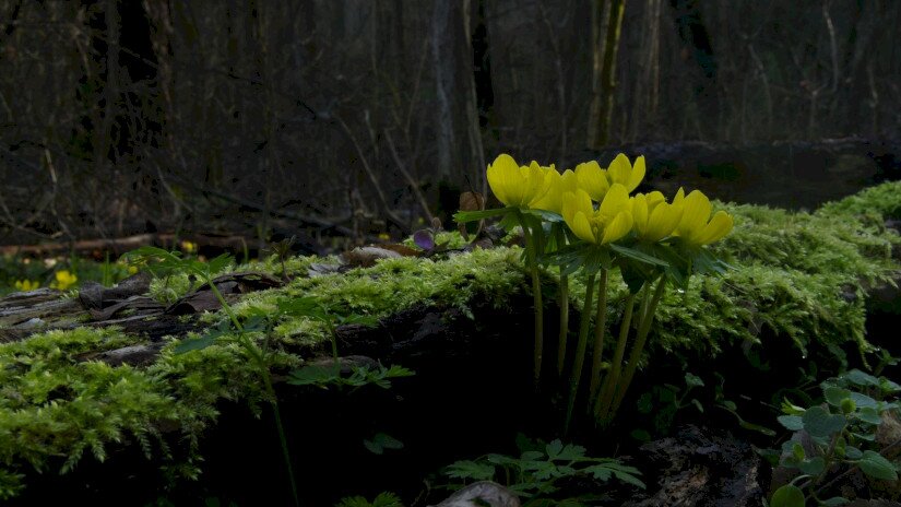 Téltemető (Eranthis hyemalis)