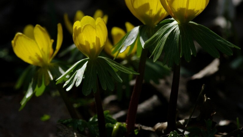 Téltemető (Eranthis hyemalis)