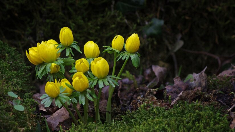 Téltemető (Eranthis hyemalis)