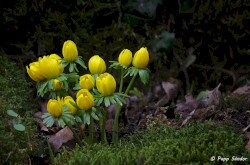 Téltemető (Eranthis hyemalis)
