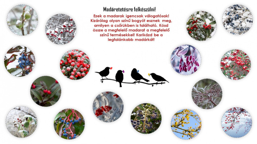 Természetes madáretetés - JÁTÉK