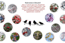 Természetes madáretetés - JÁTÉK
