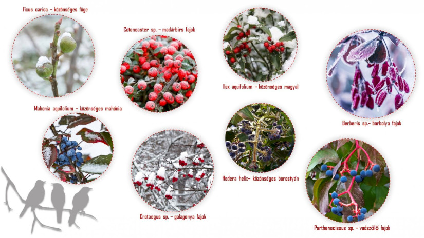 Természetes madáretetés - növénybemutató 1.