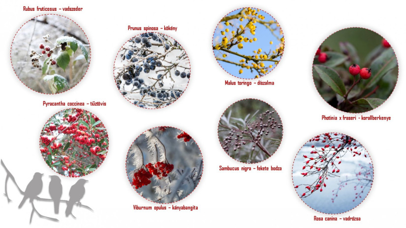 slidebg4 Természetes madáretetés - növénybemutató 2.