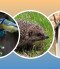 Természetismereti foglalkozás a Kis-Balatonon