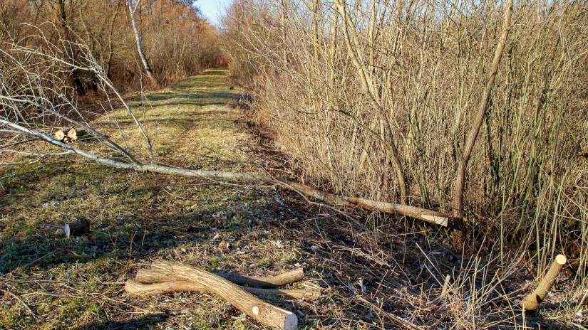 Területkezelés a gyulafirátóti mikládi lápon
