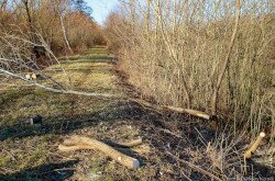 Területkezelés a gyulafirátóti mikládi lápon