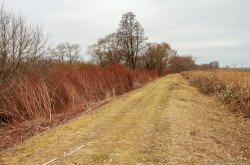 Területkezelés a gyulafirátóti mikládi lápon